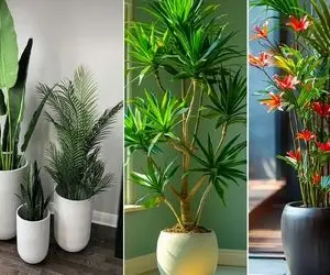 گیاهان آپارتمانی که تو قشنگی و لاکچری بودن رو دست ندارن؛ اینا آدم بودن مدلینگ میشدن