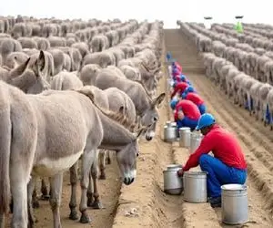 فرآوری خر؛ گاو که کمیاب شد میزنن تو کار پرورش خر گوشت خونشون نیافته