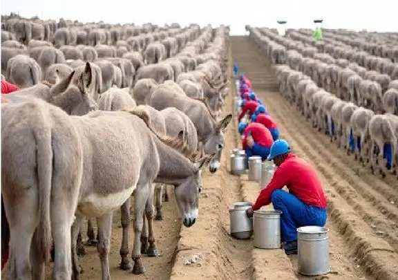 فرآوری خر؛ گاو که کمیاب شد میزنن تو کار پرورش خر گوشت خونشون نیافته