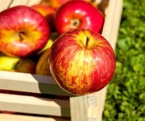 سیب؛ میوه‌ای برای جلوگیری از ابتلا به دیابت