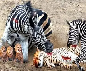 انتقام حیات وحش/گورخر چنبره زده روی پلنگ تا حقشو از حلقومش بکشه بیرون