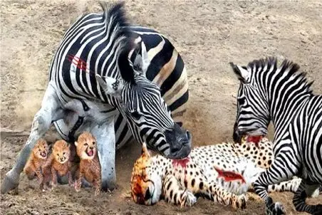 انتقام حیات وحش/گورخر چنبره زده روی پلنگ تا حقشو از حلقومش بکشه بیرون