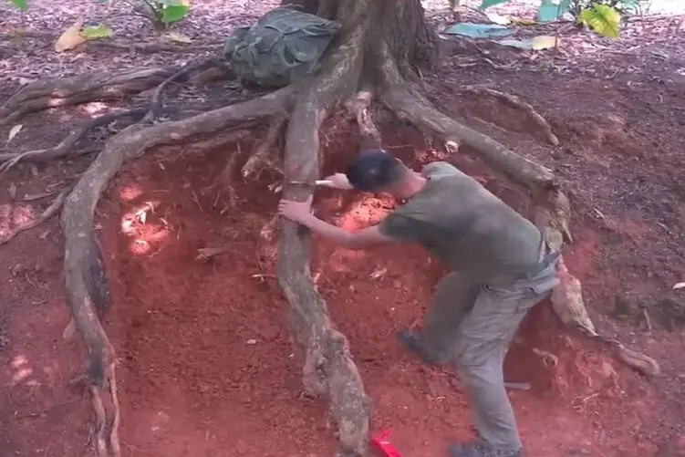 معماری طبیعت؛ زیر ریشه ی درخت رو تو زمین خالی کرد مخفیگاه ساخت به عقل هیچ کس نرسه