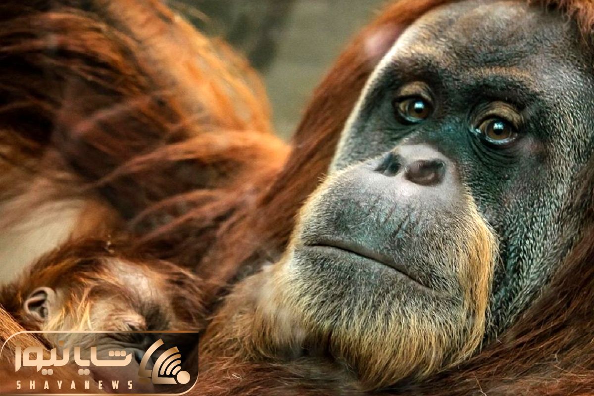 A Rare Baby Orangutan Has Been Born At Chester Zoo
