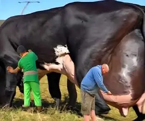 فرآوری نوستالژیک؛ گاوها با ناز و نوازش هر روز یه تانکر شیر میدن نمیتونن راه برن 