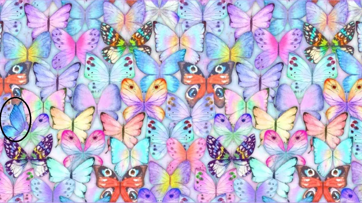 پاسخ-تست-بینایی-یافتن-ستاره-دریایی-ماهی-ها-1