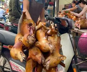 کباب سگ؛ سگ نازنازی و بعد جمع کردن از خیابون و بریونی کردن کله پاچشو سرو کرد