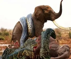 شاهکار حیات وحش؛ پیتون غول ددمنش پیچید دور فیل هرکول خواست ببلعه زورش نرسید