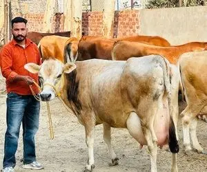 فرآوری گاو؛ گاو نحیفی که پوست استخونه اما لیتر لیتر شیر می دوشن و تموم نمیشه