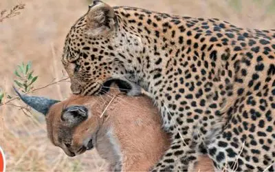 نبرد حیات وحش/گربه کوهی اسیر چنگال بی رحم پلنگ شد/تقلا های گربه کوهی فایده ای نداشت