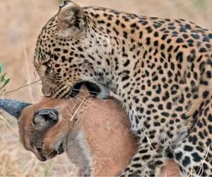 نبرد حیات وحش/گربه کوهی اسیر چنگال بی رحم پلنگ شد/تقلا های گربه کوهی فایده ای نداشت