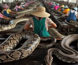 فرآوری مار؛ تخم مار میکارن تو تاریکخونه پوست با ساطور جدا و گوشت استیکی میکنن