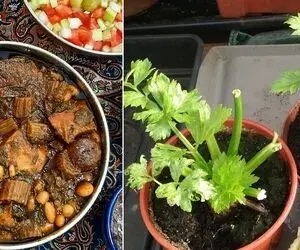 طریقه کاشت کرفس در گلدان؛ باهاشون خورشت کرفس بپزی مادرشوهرت میگه خدایا شکرت عجب عروسی