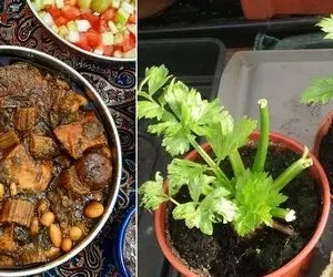 طریقه کاشت کرفس در گلدان؛ باهاشون خورشت کرفس بپزی مادرشوهرت میگه خدایا شکرت عجب عروسی