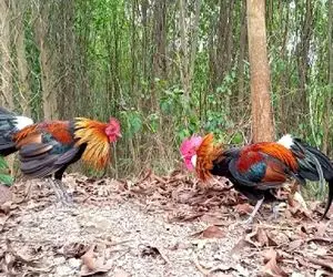 مستند حیات وحش / نبرد خصمانه خروس ها برای برتری جویی در قدرت