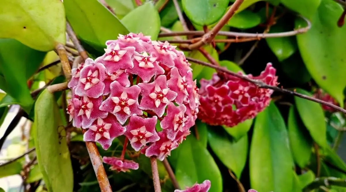 Hoya-Skinneriana