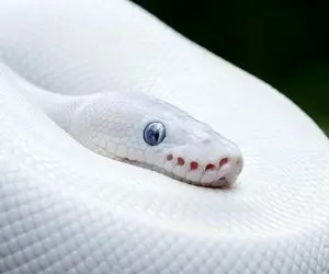 ادعای نگهبان خانی آبادی همسرکش / سهیلا نبود من مار کشتم!