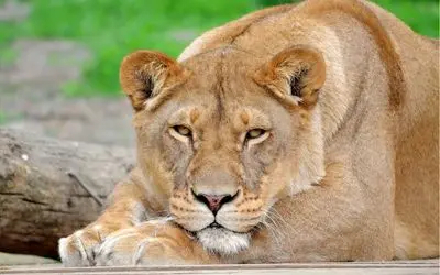 مستند حیات وحش؛ واکنش عاشقانه شیر وقتی بعد سالها صاحبش رو می‌بینه