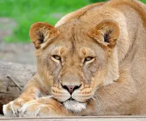 مستند حیات وحش؛ واکنش عاشقانه شیر وقتی بعد سالها صاحبش رو می‌بینه