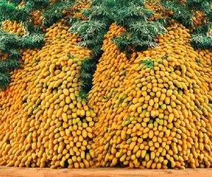 کشاورزی نوین؛ چند هزار کیلو انبه رو میبرن توی کارخونه آب گیری می کنند اون دیگه هرکولو