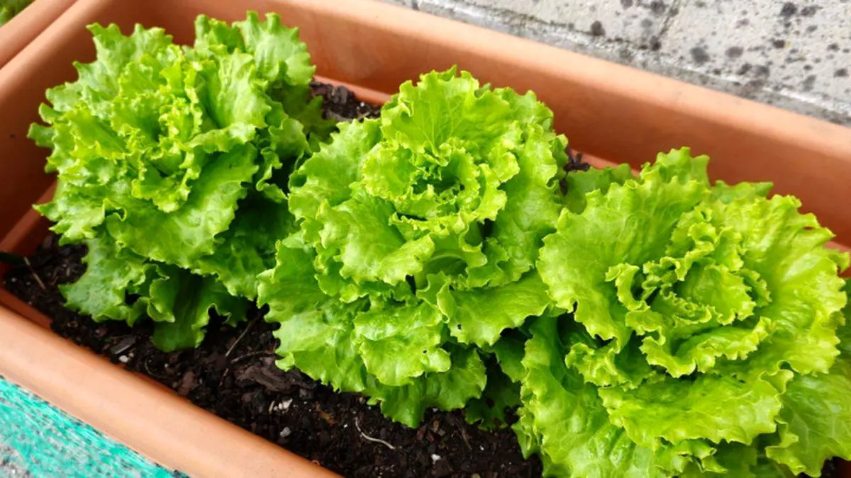 planting-lettuce-3