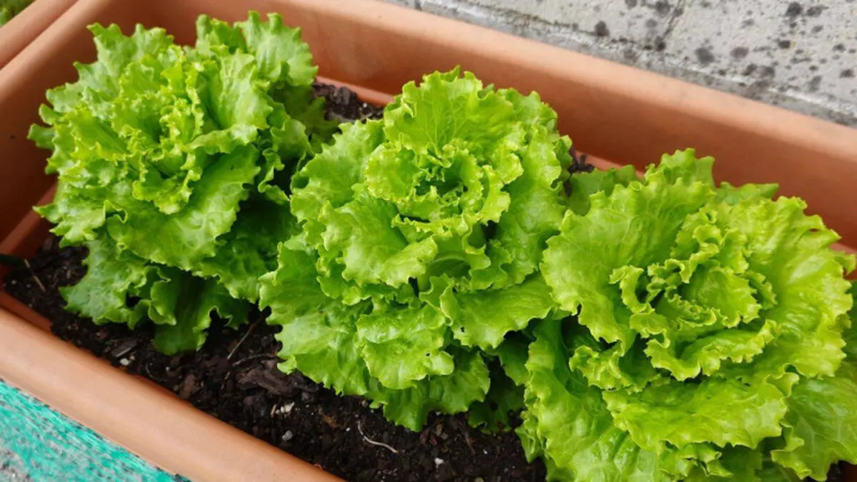 planting-lettuce-3