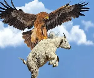 شاهکار حیات وحش؛ عقاب بدسگال بزکوهی پا پلاستیکی رو به نوک گرفت بده جوجه هاش بخون 