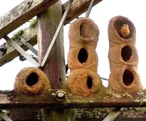 معماری خلاقانه؛ ساختمان آپارتمانی چند طبقه که توسط یک پرنده ساخته شده است 