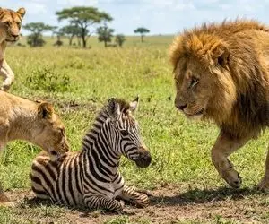 مستند حیات وحش؛ گورخری که شیرها نه تنها نمی خورنش نازشم می کنن