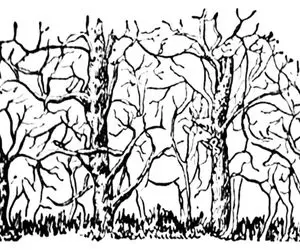 بازی فکری؛ بتونی همه حیوانات مخفی توی درخت تصویر رو پیدا کنی بیناییت لایک داره