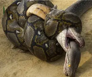 مستند حیات وحش/ هم نوع خواری مارهای غول برای اثبات برتری