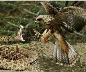 مستند حیات وحش؛ غافلگیری شاهین توسط ماری که شاهکار بود