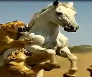 حیات وحش مصنوعی؛ استقامت ستودنی اسب سفید برای فرار از چنگال شیر