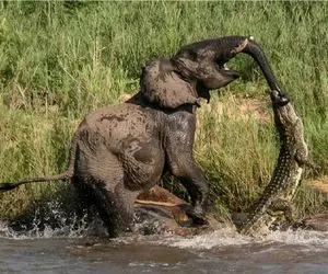 قلمرو حیوانات؛ تمساح که کم میاره خرطوم فیل میکشه به دندون