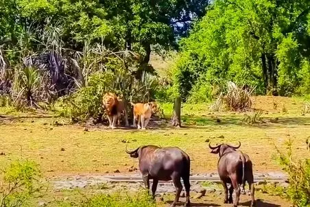 مستند حیات وحش؛ بوفالویی که سر بالا و بی اعتنا بین شیرها قدم می زنه