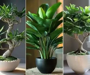 گیاهان مقاوم برا اونا که نورگیر خونشون بده خودشونم حوصله رسیدگی زیاد به گلا رو ندارن