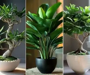 گیاهان مقاوم برا اونا که نورگیر خونشون بده خودشونم حوصله رسیدگی زیاد به گلا رو ندارن