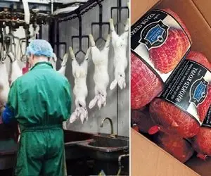 فراوری گوشت خرگوش؛ خرگوش ها رو پروار میکنن و بعد از سلاخی گوشتش رو کالباس میکنن