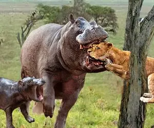 بدایع حیات وحش؛ اسب آبی بدسگال کله شیر از جا میکنه بدنشو با تنه درخت جر میده