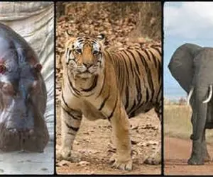 جذابیت های راز بقا؛ کشف کنید حیواناتی که می توانند کروکودیل ها را بکشند