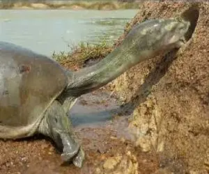 مستند حیات وحش؛ لاکپشت سرشو میکنه تو سوراخ قورباغه لزج ببلعه