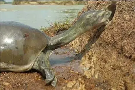 مستند حیات وحش؛ لاکپشت سرشو میکنه تو سوراخ قورباغه لزج ببلعه