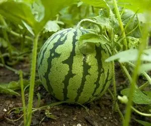 کاشت هندوانه تو باغچه؛ رازهای پنهان که دونستن شون باعث میشه هندوانه کشت کنی سرخ و قند