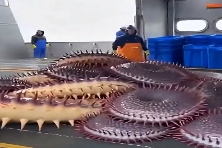 معماری طبیعت؛ دریا مهمون ناخونده آوورد رو عرشه انقد ترسناکن خدمه گرخیدن