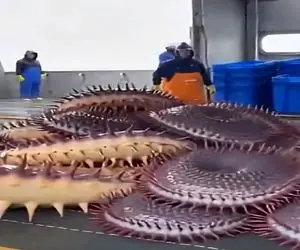 معماری طبیعت؛ دریا مهمون ناخونده آوورد رو عرشه انقد ترسناکن خدمه گرخیدن