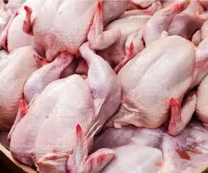قیمت مرغ امروز شنبه ۱۹ اردیبهشت ۱۴۰۵ + جدول