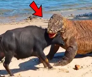 حیات وحش مصنوعی؛ مبارزه تیم نجات با اژدهای کومودو برای نجات مادر گاومیش