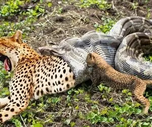 از جذابیت های حیات وحش؛ صحنه دلخراش که ییتون غول پلنگ رو جلو مامانش بالا آورد