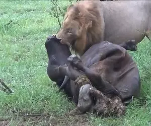 نبرد حیات وحش/ شیر گردن شکارش رو ول نمی کنه از همونجا شروع به خوردن میکنه