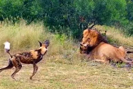 مستند حیات وحش؛ جر وا جر کردن سگ وحشی مقابل چشمان برادر مبهوت